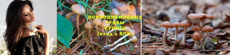 Галлюциногенные грибы Psilocybine cubensis  Фрязино 